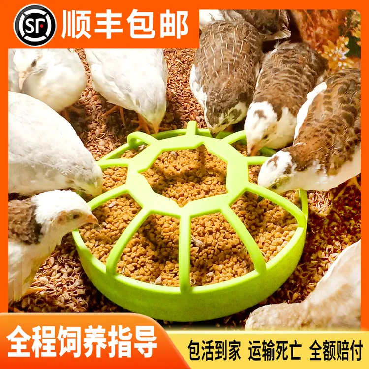 【顺丰包邮】精品全毛60天左右成年全色系芦丁鸡活体阳台宠物简单好