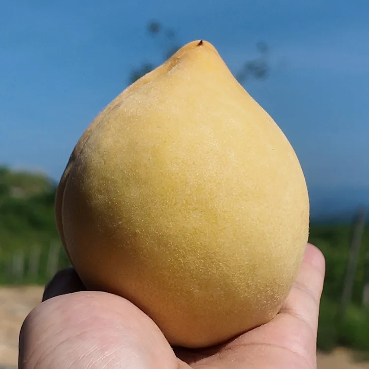 湖南三甲乡御金香黄桃香脆鲜甜多汁