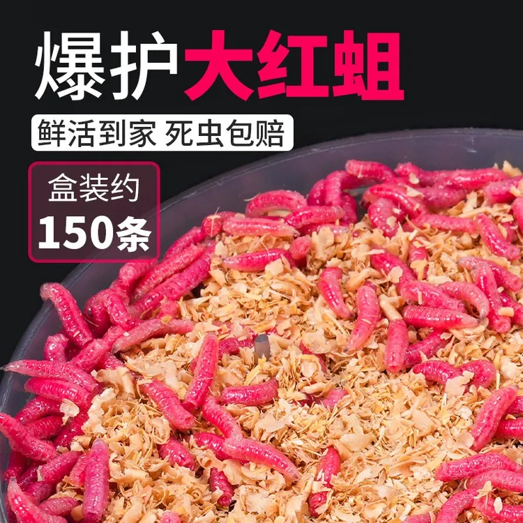 鲜活红蛆虫活饵肉蛆昆虫饵钓鱼冬季腥味野钓溪流公鱼石斑鲫鱼饵料