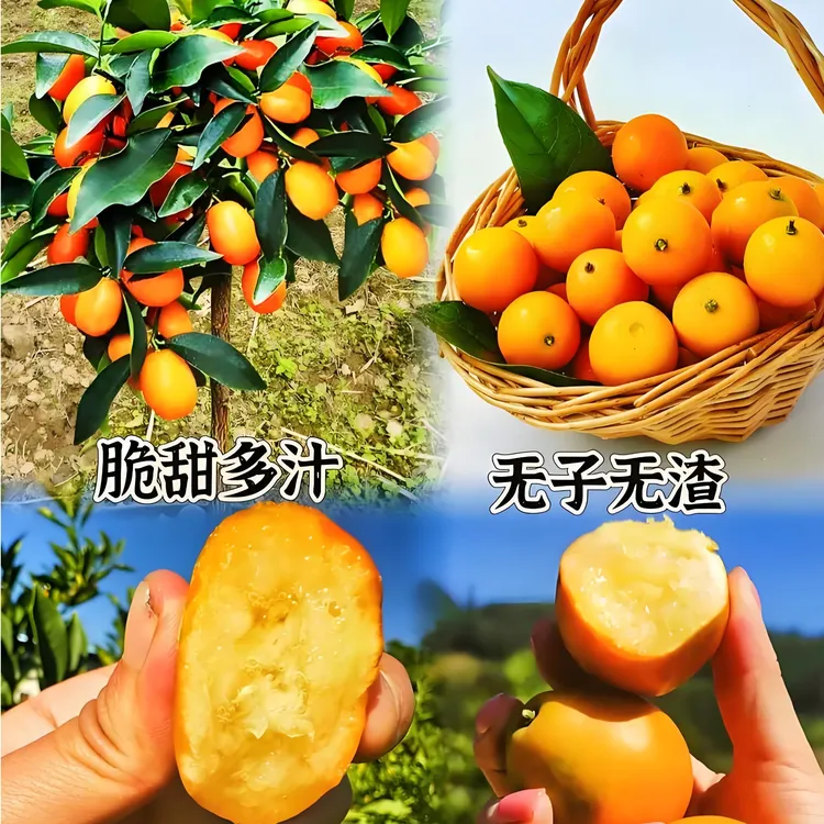 直播间一物一拍盆栽地栽绿植二代三代脆蜜金桔带花带果纯甜无酸