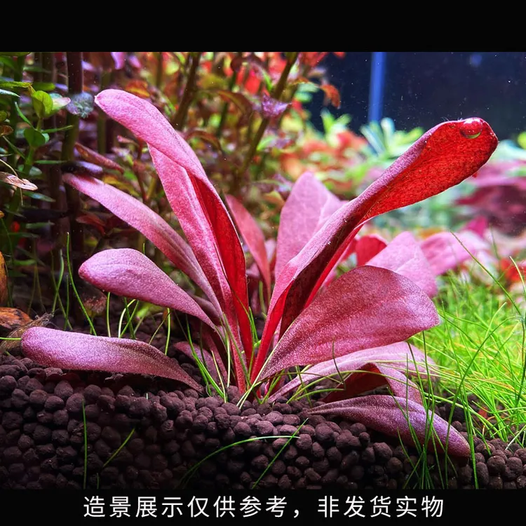 极乐鸟水草红宝石免二氧化碳新手好活真草缸造景中景红色易活古法