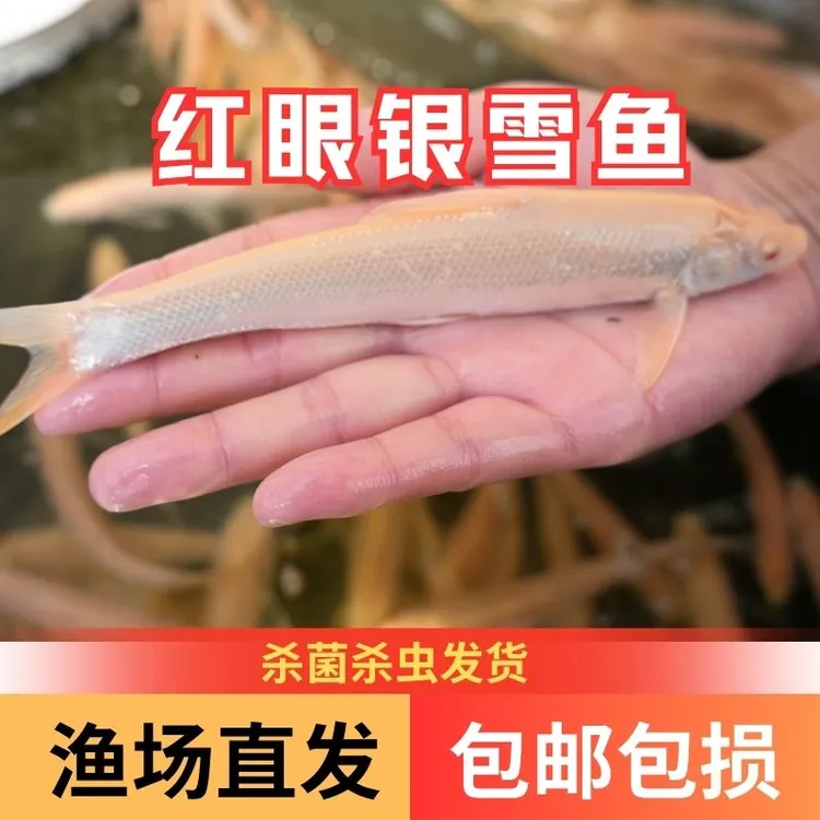 【活体】优质红眼银雪鱼8-13厘米观赏鱼淡水鱼渔场直发