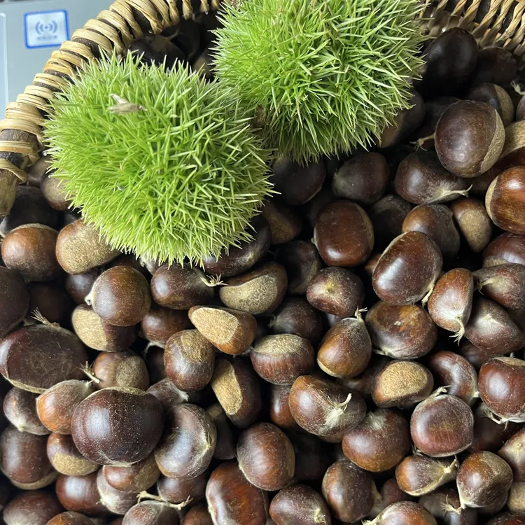 贵州高山老树板栗