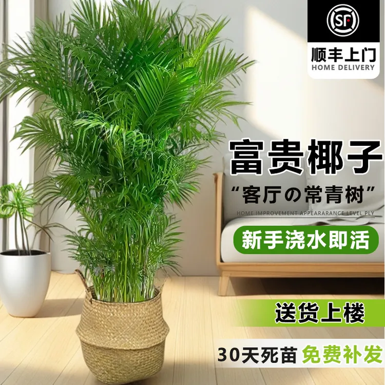 大型富贵椰子树大盆栽适合室内摆放清新绿色易养护