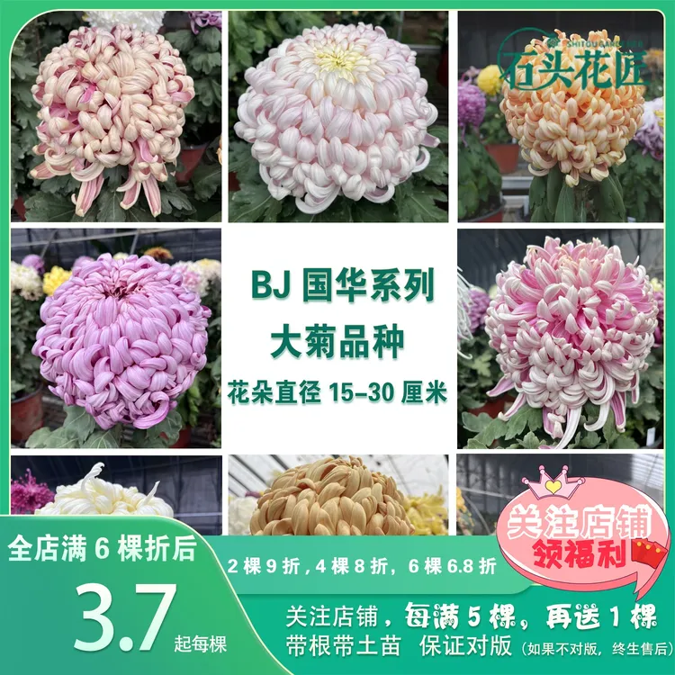 石头花匠传统大菊苗 国华54个品种 国华提灯 独本菊花多年生宿根 