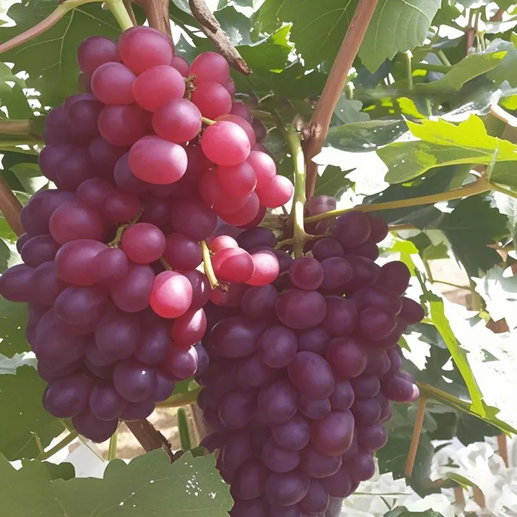 【直播一号链接】浪漫红颜红宝石北冰红葡萄苗盆栽地栽种盆耐寒耐旱