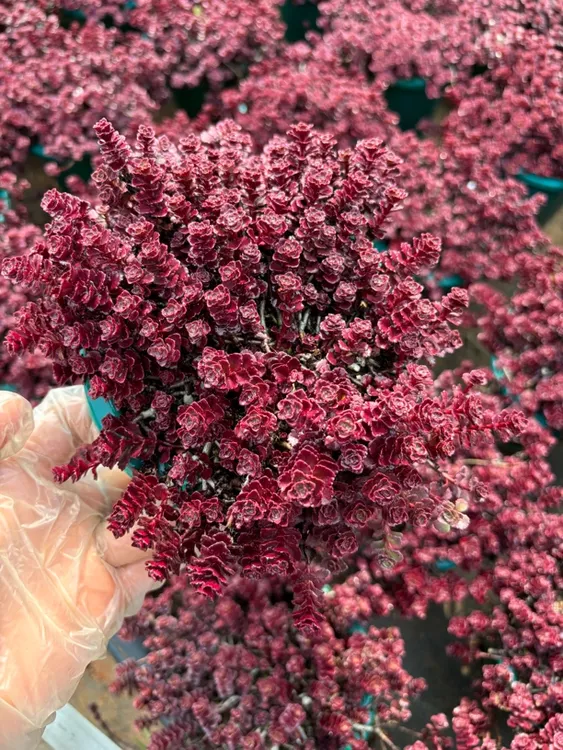 小球玫瑰带盆土发货（量拍）
