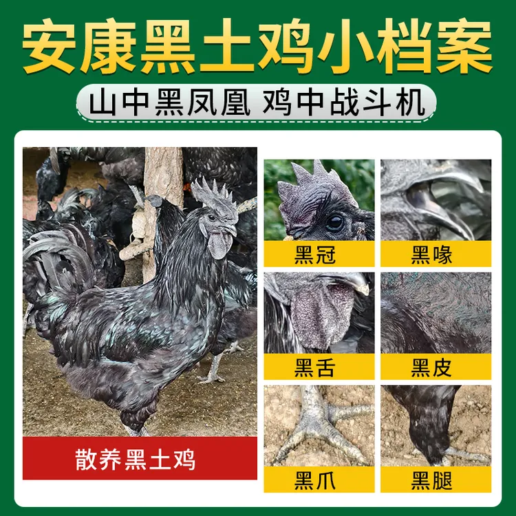 无品牌陕西安康270天林下纯粮散养黑土鸡鸡肉