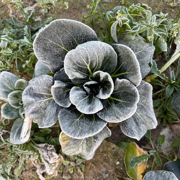 【蔬菜组合顺丰价】苏北露天新鲜农家苏州青小青菜霜冻组合菜