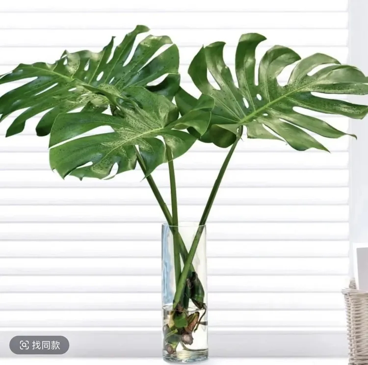 老桩龟背竹水培植物盆栽大叶办公室内花卉绿植天堂鸟新房净化空气