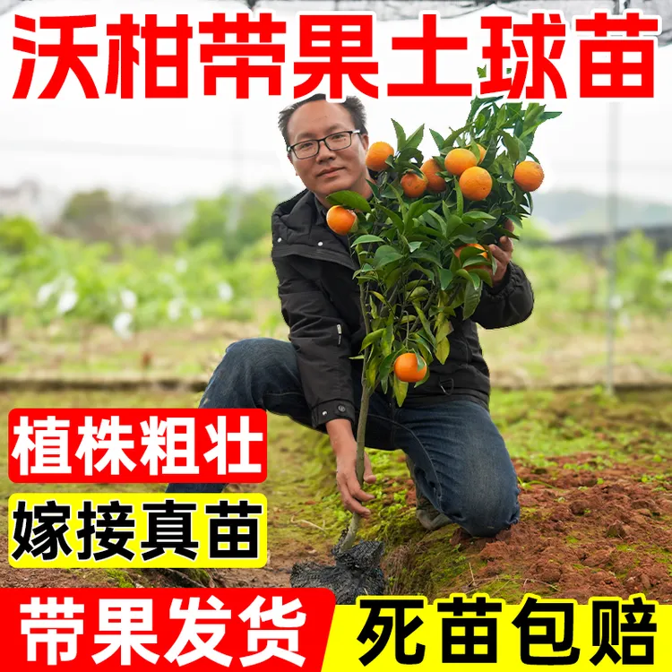 广西沃柑苗带果嫁接苗沃柑苗沃柑橘苗晚熟柑橘嫁接柑橘苗嫁接果树