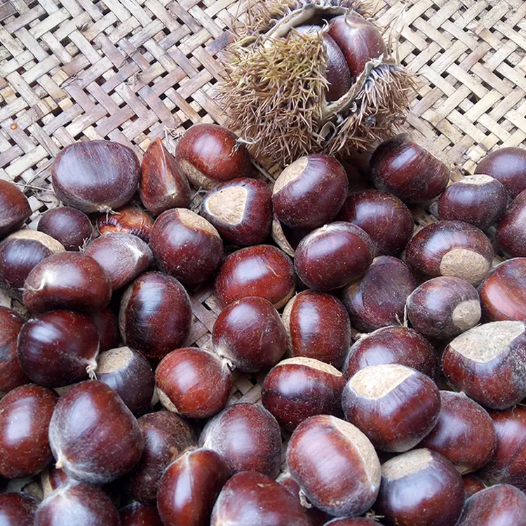山东沂蒙山新鲜板栗老树油栗子生毛栗子非锥栗香甜软糯5斤包邮