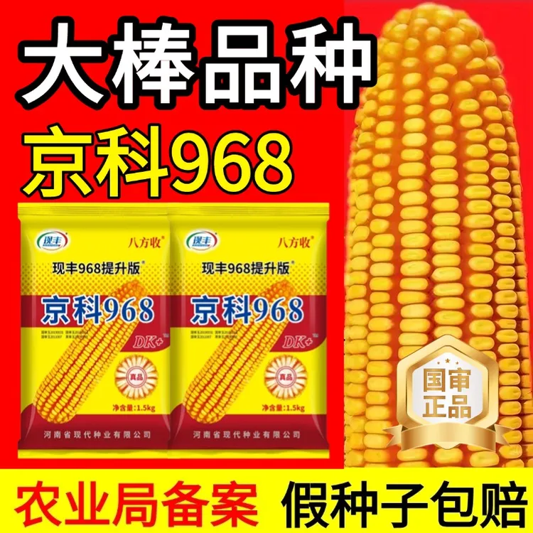 国审高产玉米种正品京科968高产稳产南北通种【李】