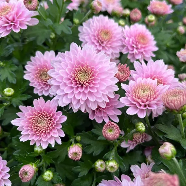 大盆千头球菊盆栽花卉球菊耐寒植物带花苞适合阳台庭院种植