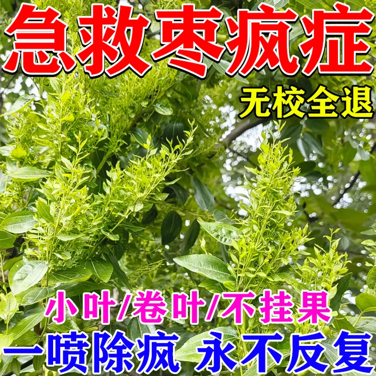 枣树疯了怎么补救专用微生物菌剂枣锈小叶褐斑炭疽腐烂缩果黄斑