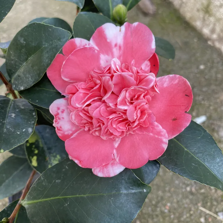 四季欢乐聚会山茶花绿植盆栽原盆原土发货