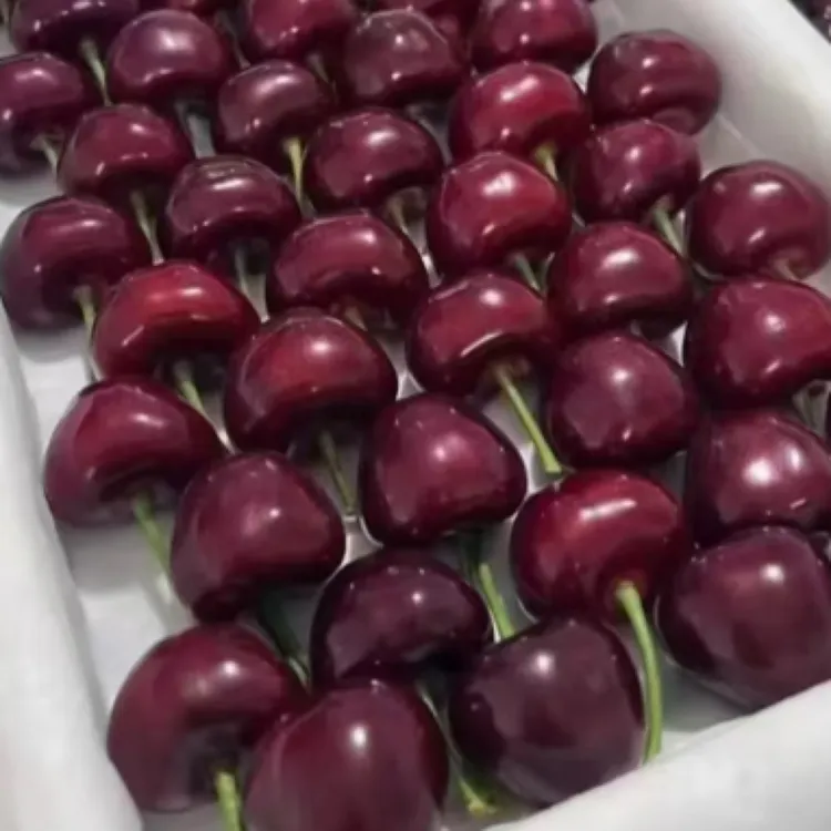 5J特大15加大连现摘美早大樱桃1.8斤～3.8斤