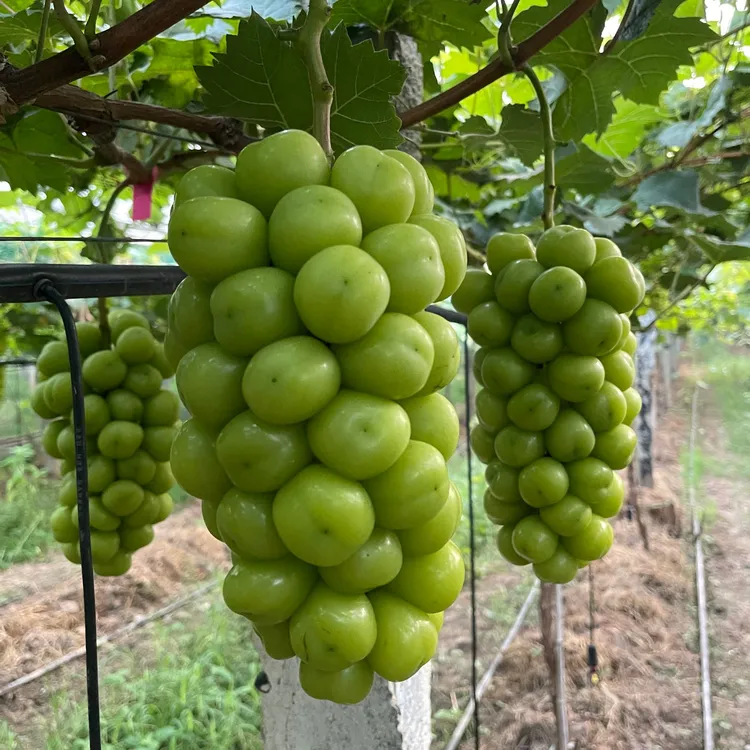 顺丰包邮新鲜当季水果阳光玫瑰葡萄晴王