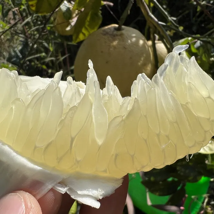 【野象乐园】雲楠柚小甜柚小丑柚小苦柚云3斤5斤包邮