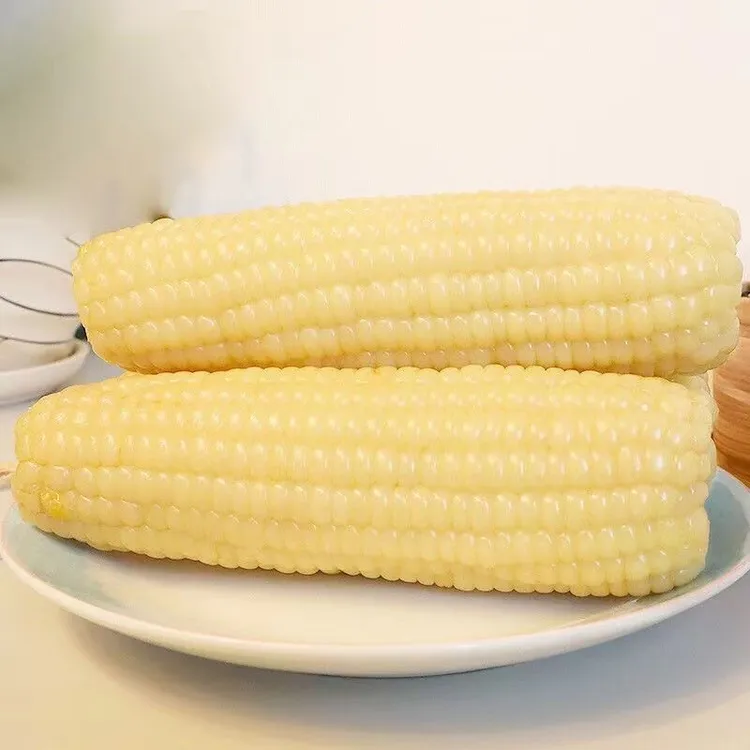 【到手12根试吃2根】东北白糯玉米6-7斤香糯清甜粘软粗粮早餐