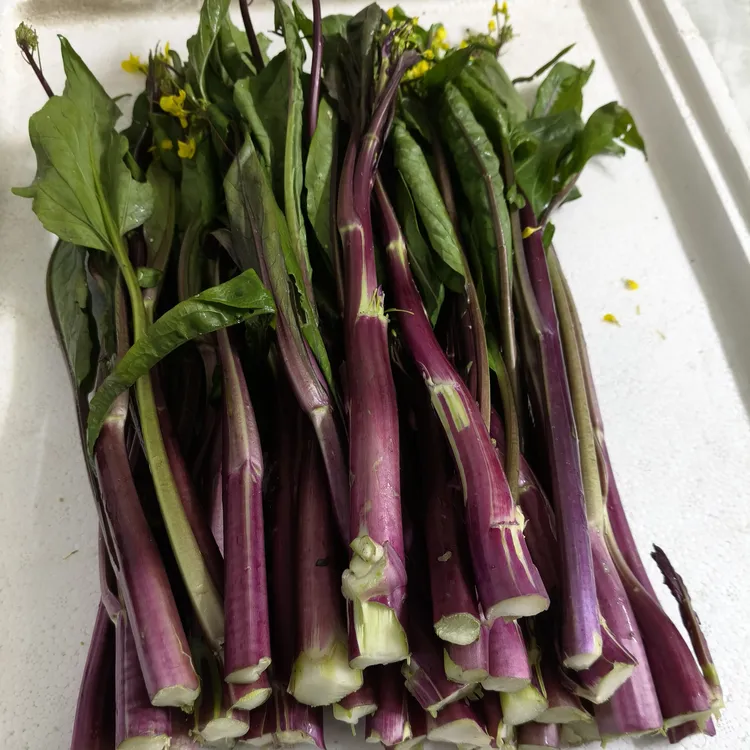 湖北孝感红菜苔露天种植不泡水，不打农药，红皮绿肉，现采现发