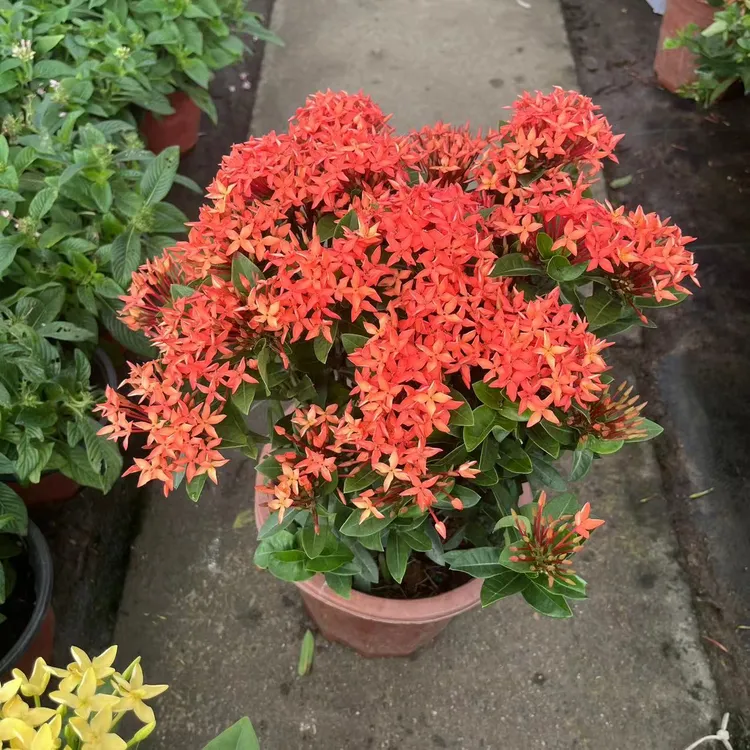 小叶红色黄色龙船花盆栽四季开花耐热好养适合阳台庭院种植