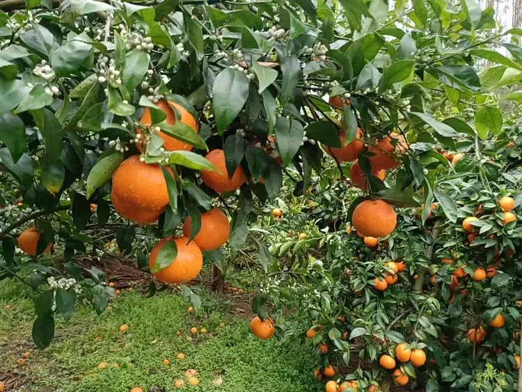 正宗广西沃柑新鲜现摘多汁香甜果园直发水果