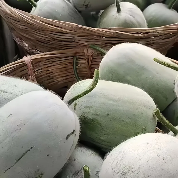 河南小个新鲜农家自种蔬菜迷你香小冬瓜清香产地当季东瓜水果冬瓜