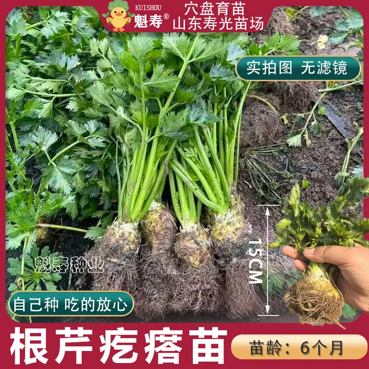 根芹球根芹疙瘩苗山东地中海根芹耐寒秋冬蔬菜正宗根芹老桩
