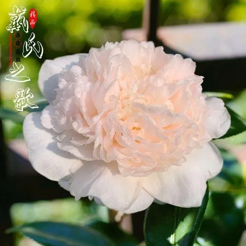 戴氏之歌巨型花稀有名贵品种茶花室内室外盆栽地栽好养易活花卉