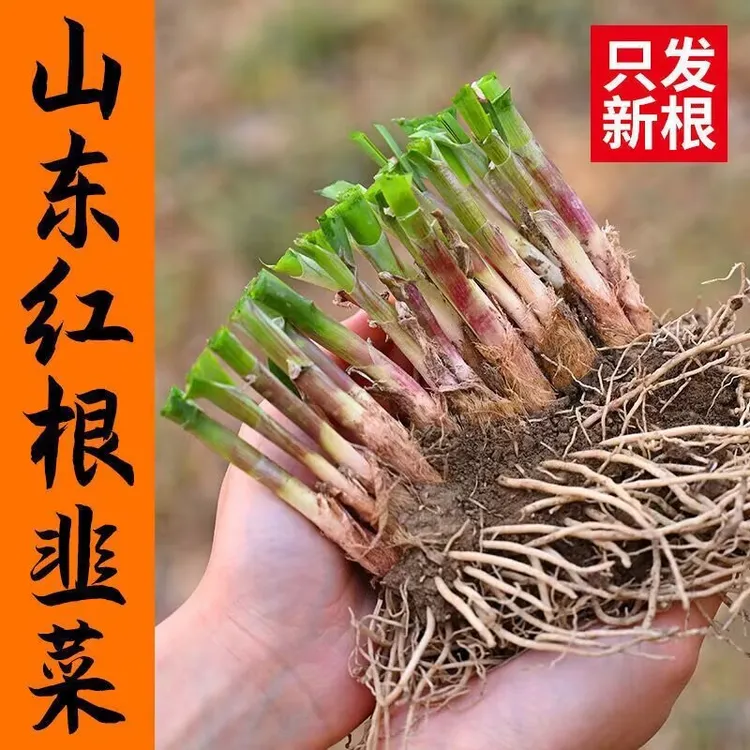 山东泽现挖新鲜大宽叶韭菜根宽叶四季阳台庭院紫根红根韭菜根