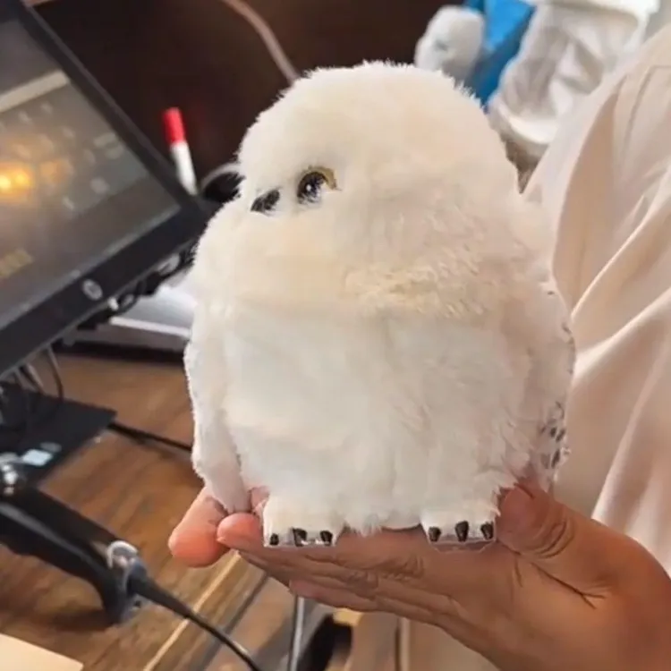 哈利波特猫头鹰傲娇的海德薇同款摇头发声拍翅膀互动毛绒玩具