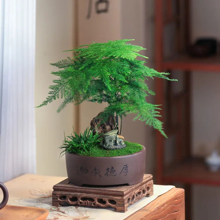 文竹盆栽假山造型盆景植物室内客厅办公桌花卉南天竹小叶赤楠绿植