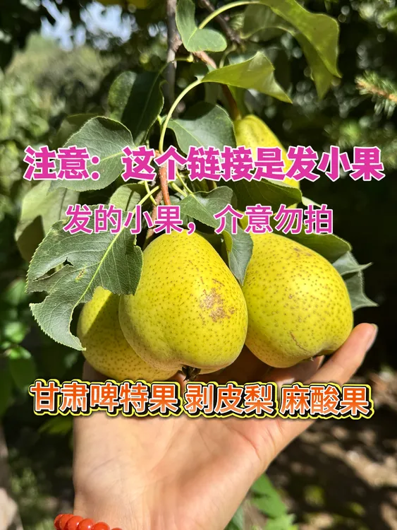 【小果链接】甘肃啤特果剥皮梨麻酸果甘肃特色水果啤特果