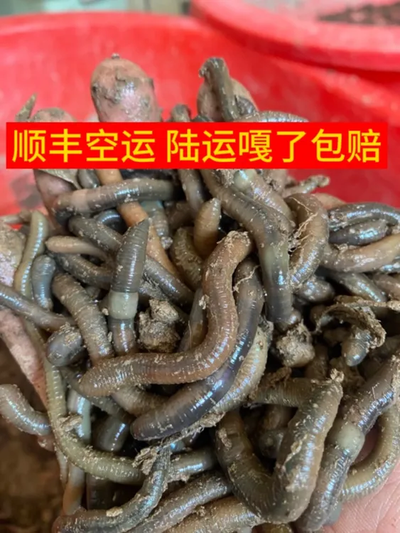 鲜活青蚯蚓黑蚯蚓特大号腥味臭饵钓黄鳝钓鱼专用青蚯蚓活饵包邮