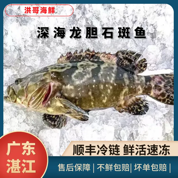【顺丰冷链】2条大龙胆石斑鱼深海鱼老虎斑活鱼新鲜速冻独立包装
