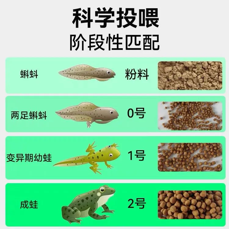 青蛙粮食牛蛙宠物蛙养殖专用粮小蝌蚪虎纹蛙林蛙小丑蛙角蛙饲料