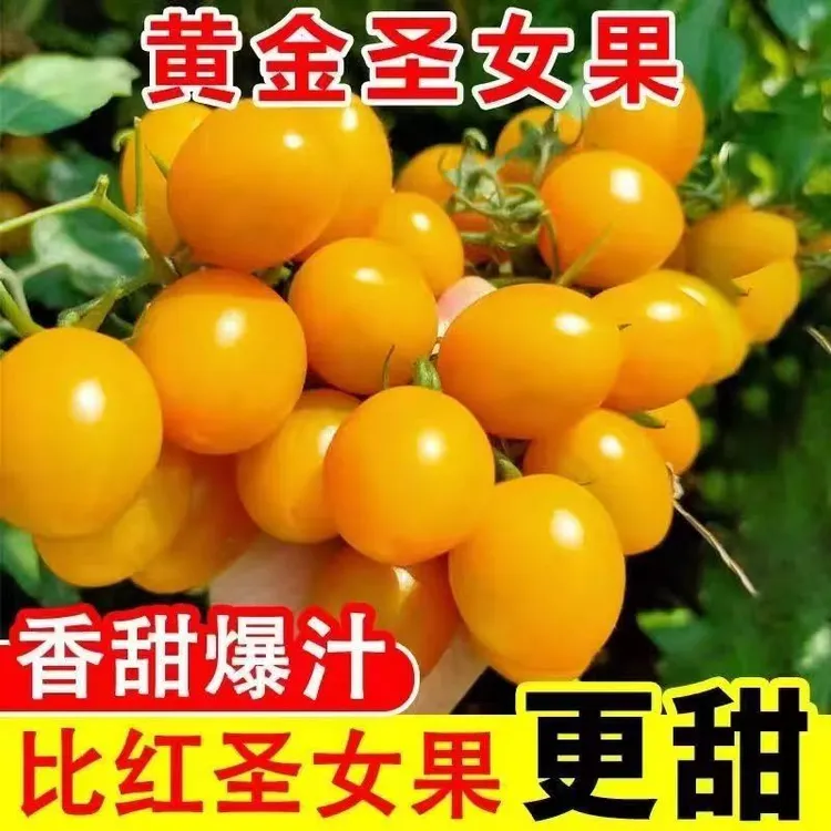 顺丰发货福建盐碱地现摘圣女果黄柿子应季小番茄多汁糖葫芦不裂皮