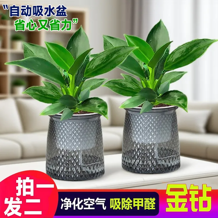 【买一送一】大叶金钻盆栽室内绿植办公室客厅四季常青水培土培好养