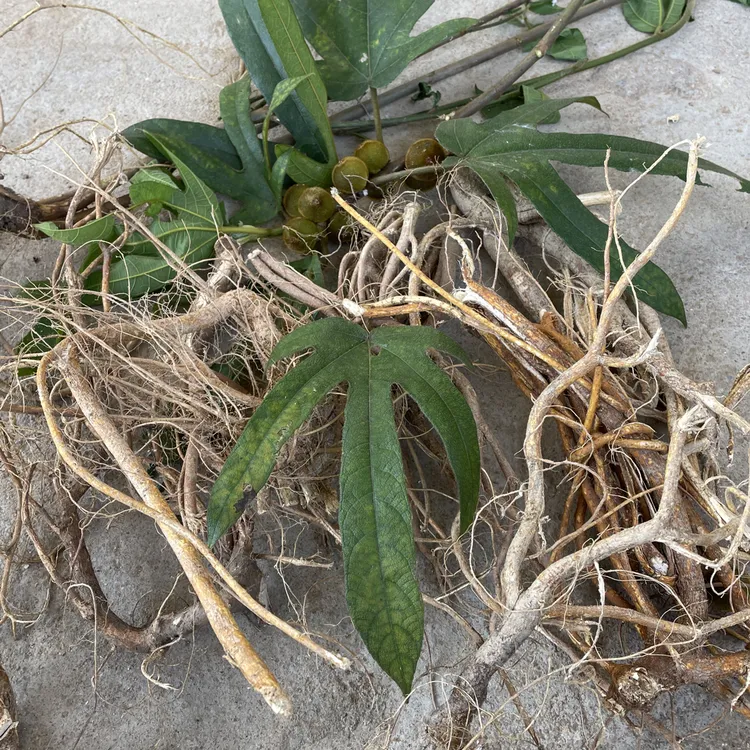 【生鲜五指毛桃】广东粤北清远现挖野生五指毛桃煲汤煮水泡酒整棵
