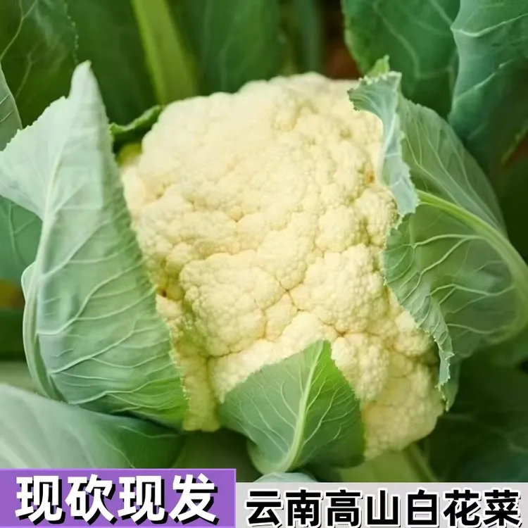 云南高山露天种植白花菜鲜甜脆嫩当天采摘当天发货品质发货
