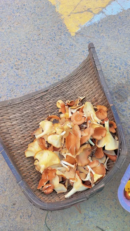 东北长白山脉野生草蘑喇叭蘑酒盅蘑原生态纯天然煲汤食材