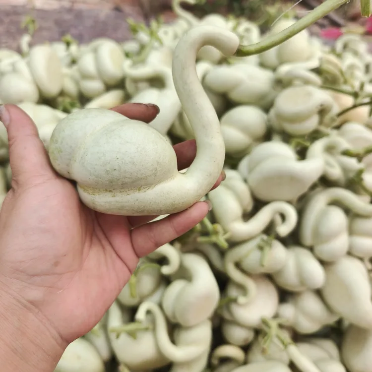 售卖一批天鹅葫芦，青皮干货都可以，支持零售批发