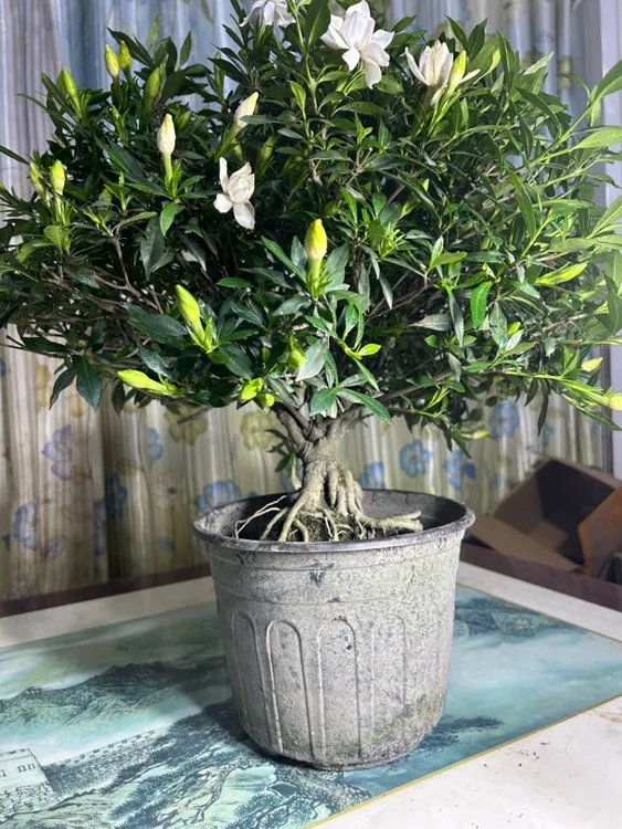 自家基地直发栀子花