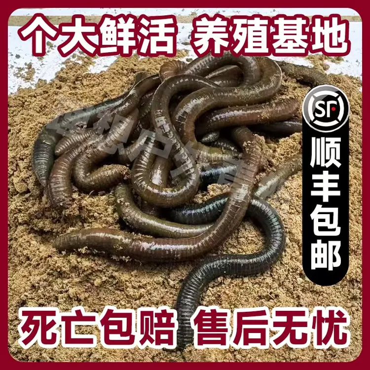 鲜活青蚯蚓黑蚯蚓特大号活体蚯蚓钓黄鳝钓鱼活饵