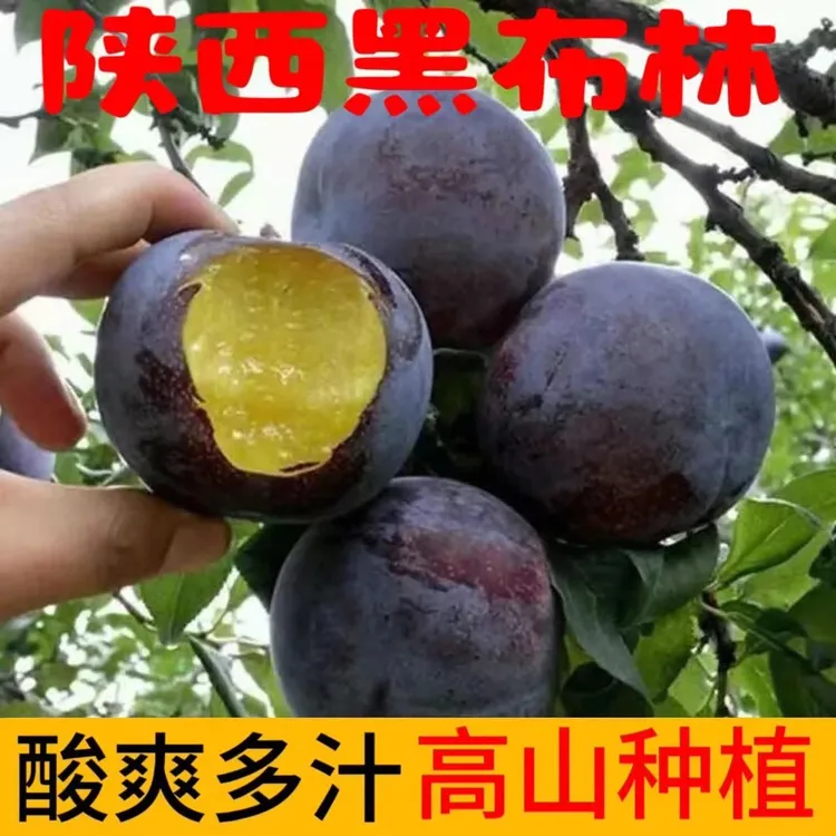 【硬吃很酸 软吃酸甜】现货现发新鲜陕西周至黑布林大李子放软食用