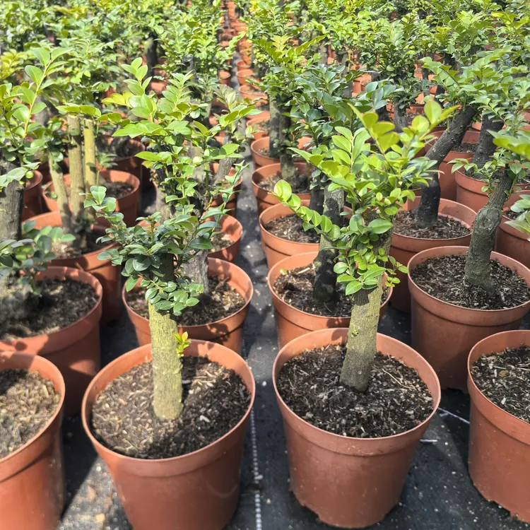 粗壮老桩小叶紫檀黑骨茶室内绿植盆栽四季常青好养活 花农直批