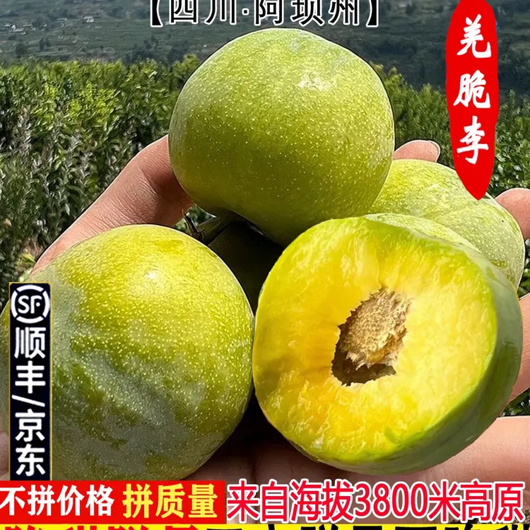顺丰正宗四川汶川茂县青脆李子蜂糖李重庆脱骨脆李青脆脱骨李大果