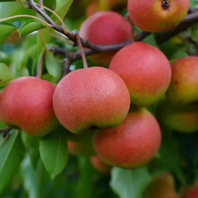 (粉丝福利）朱坊香酥梨云南特产弥渡产地直发现摘现发坏果包赔