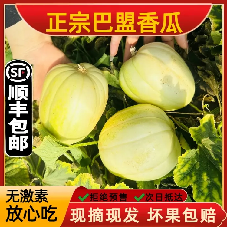 【顺丰包邮】巴盟香瓜巨甜白莲脆甜瓜应季水果现摘现发白糖罐甜瓜